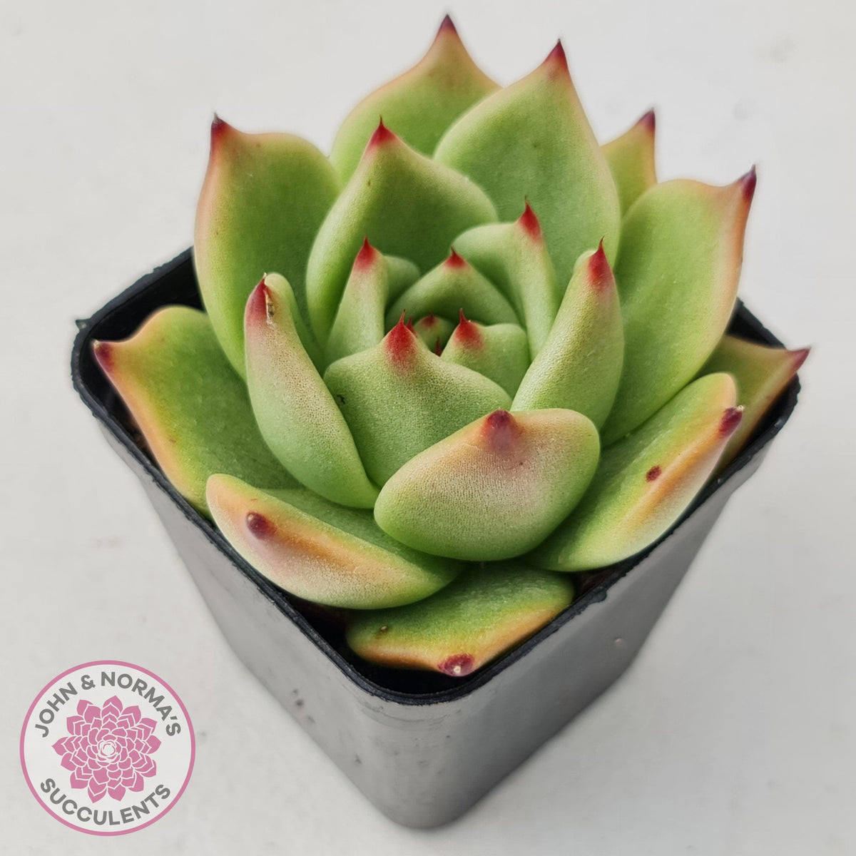 Echeveria Blue Dragon
