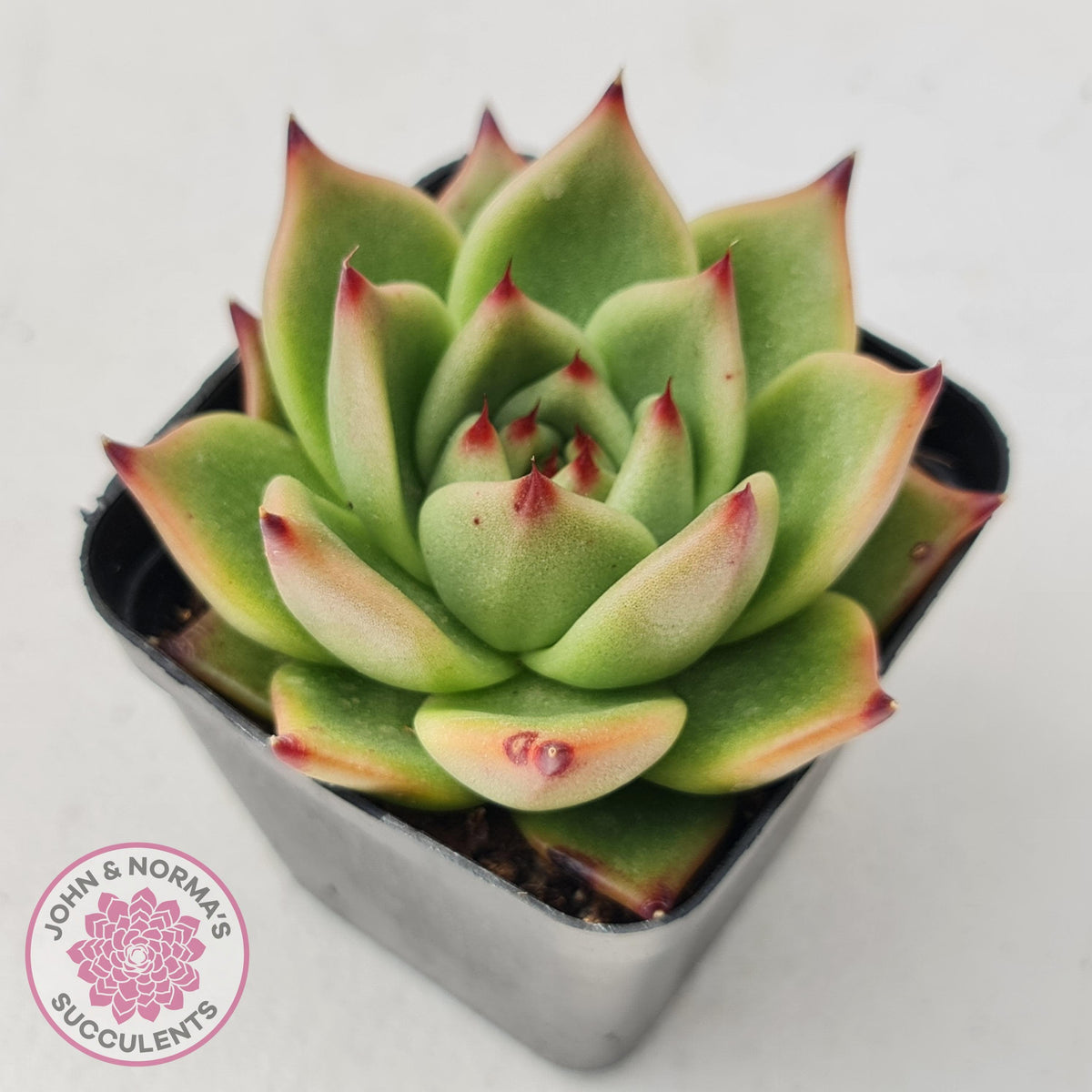 Echeveria Blue Dragon