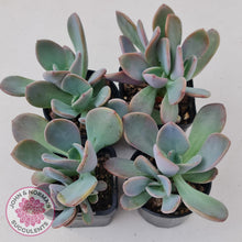 Load image into Gallery viewer, Pachyveria Blue Tongue - John &amp; Norma&#39;s Succulents
