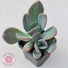 Load image into Gallery viewer, Pachyveria Blue Tongue - John &amp; Norma&#39;s Succulents
