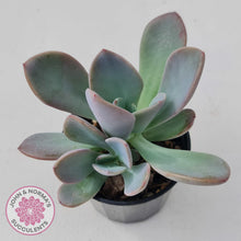 Load image into Gallery viewer, Pachyveria Blue Tongue - John &amp; Norma&#39;s Succulents
