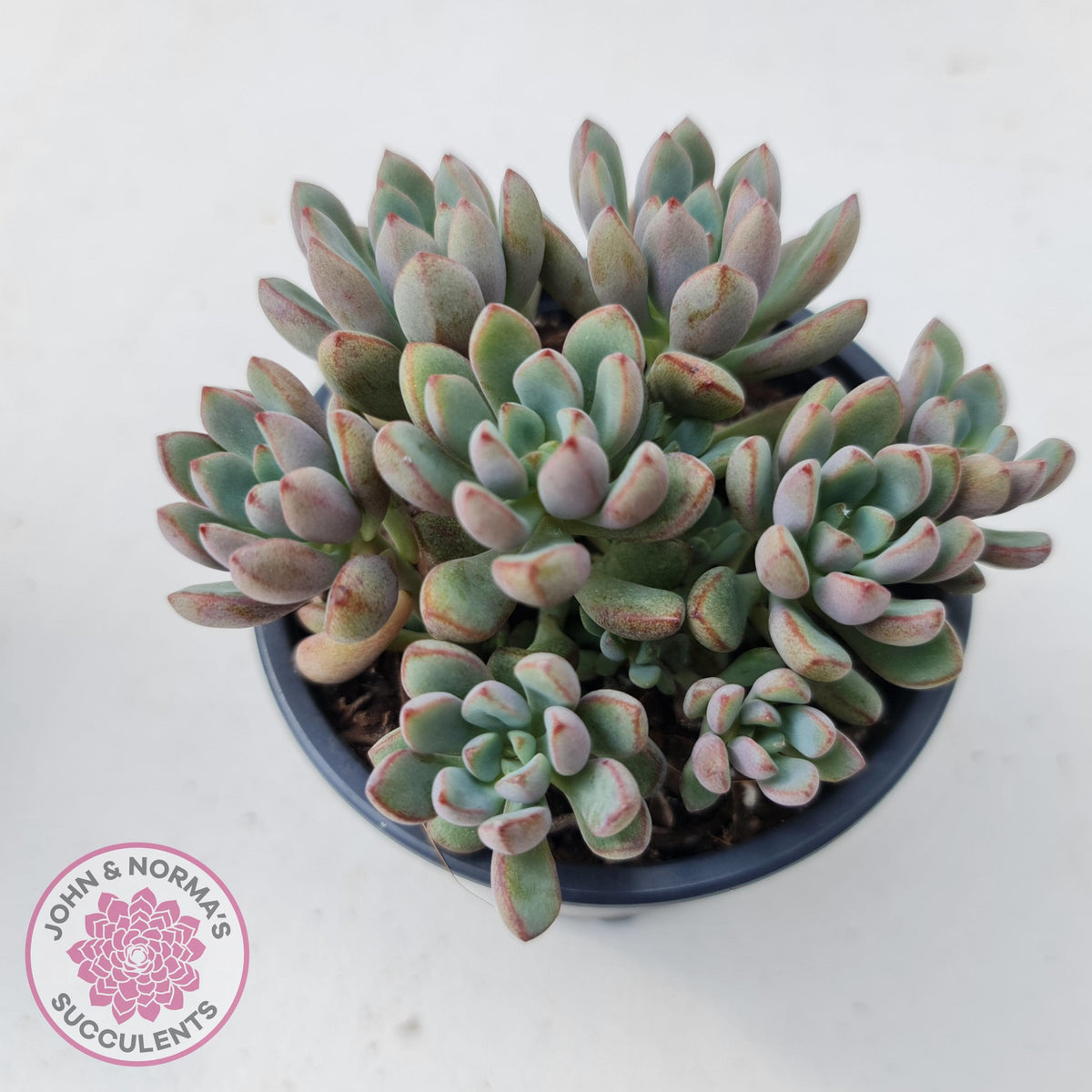 Graptoveria Purple Dream - Multi heads -100mm Large | John & Norma's ...