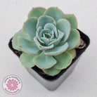 Echeveria Peaches and Cream