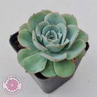Echeveria Peaches and Cream