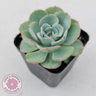 Echeveria Peaches and Cream
