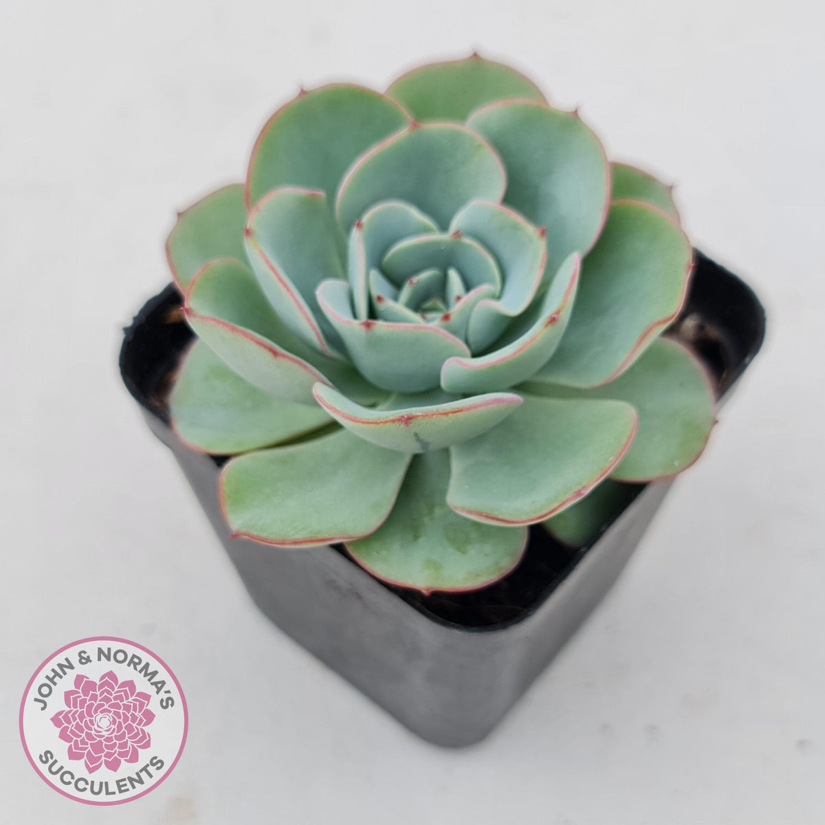 Echeveria Peaches and Cream