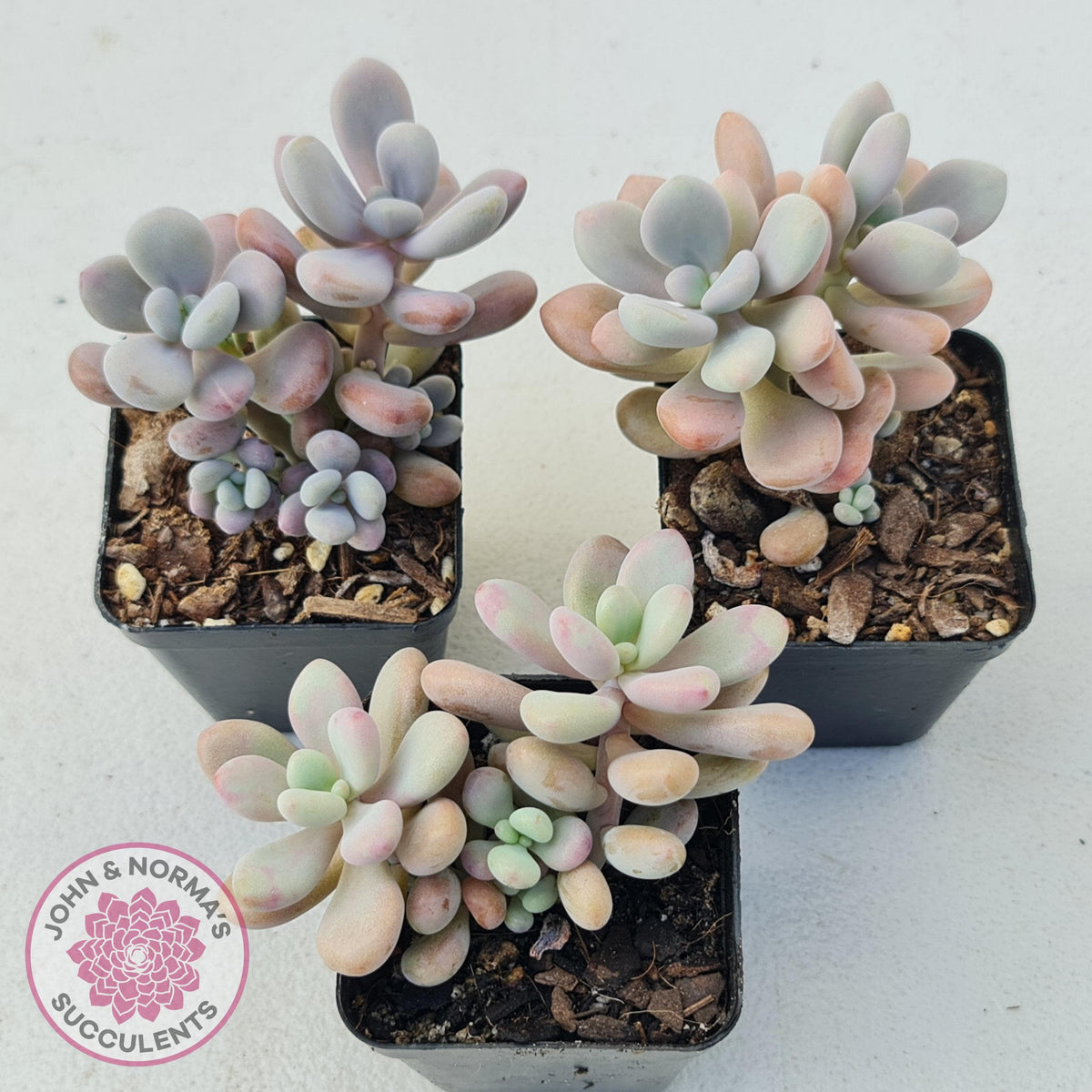 Graptopetalum amethystinum - Lavender Pebbles