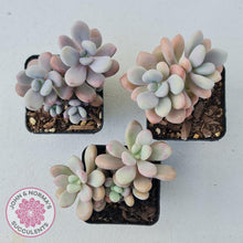 Load image into Gallery viewer, Graptopetalum amethystinum - Lavender Pebbles - John &amp; Norma&#39;s Succulents
