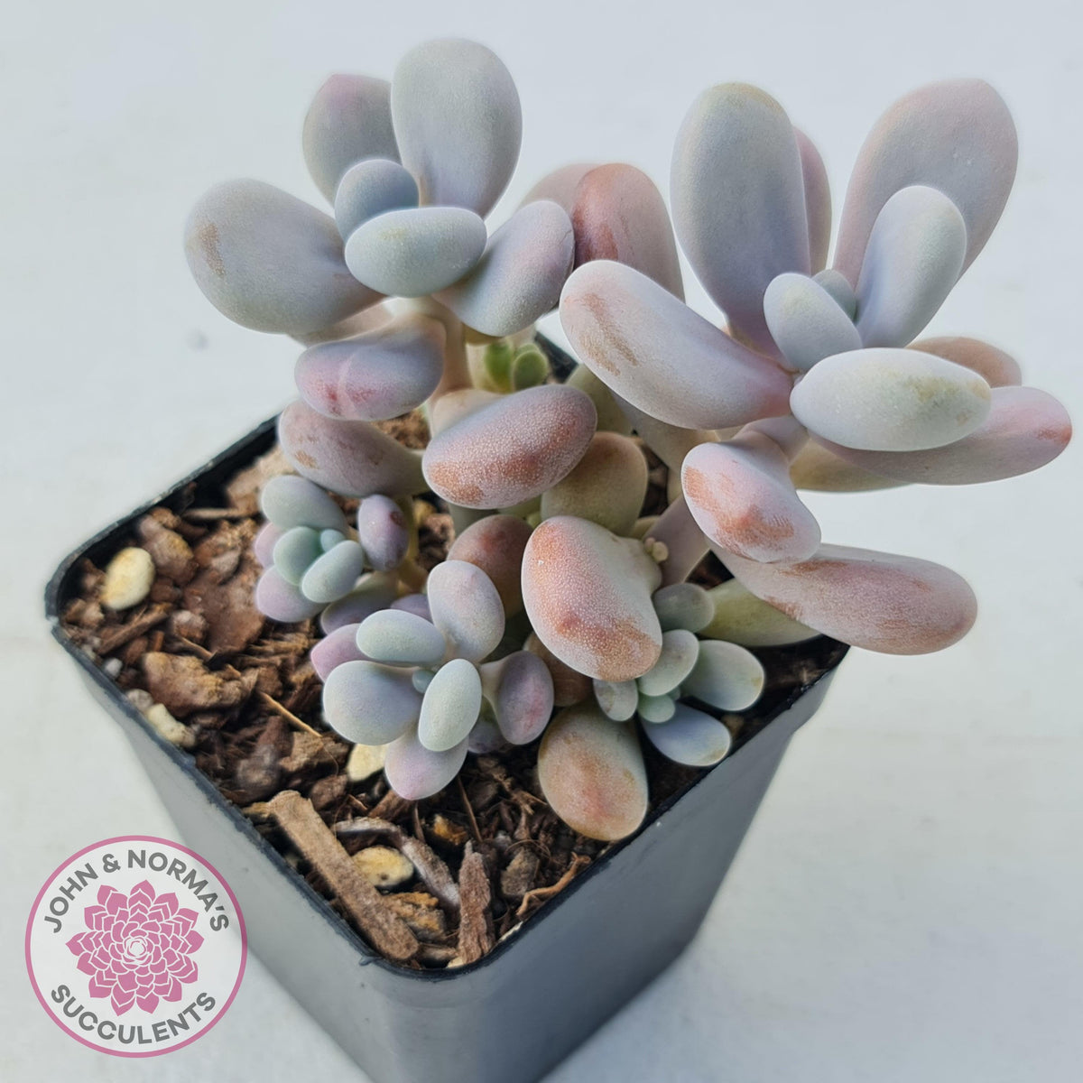 Graptopetalum amethystinum - Lavender Pebbles