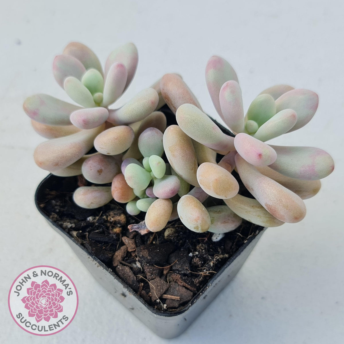 Graptopetalum amethystinum - Lavender Pebbles