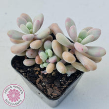 Load image into Gallery viewer, Graptopetalum amethystinum - Lavender Pebbles - John &amp; Norma&#39;s Succulents
