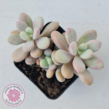 Load image into Gallery viewer, Graptopetalum amethystinum - Lavender Pebbles - John &amp; Norma&#39;s Succulents
