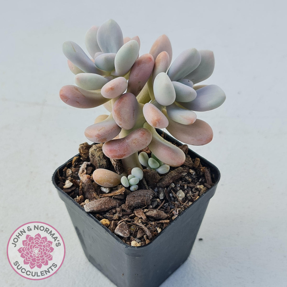 Graptopetalum amethystinum - Lavender Pebbles