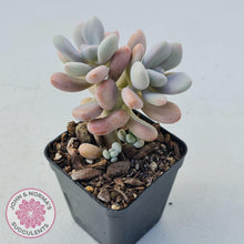 Load image into Gallery viewer, Graptopetalum amethystinum - Lavender Pebbles - John &amp; Norma&#39;s Succulents
