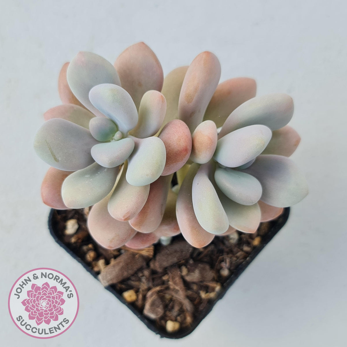 Graptopetalum amethystinum - Lavender Pebbles