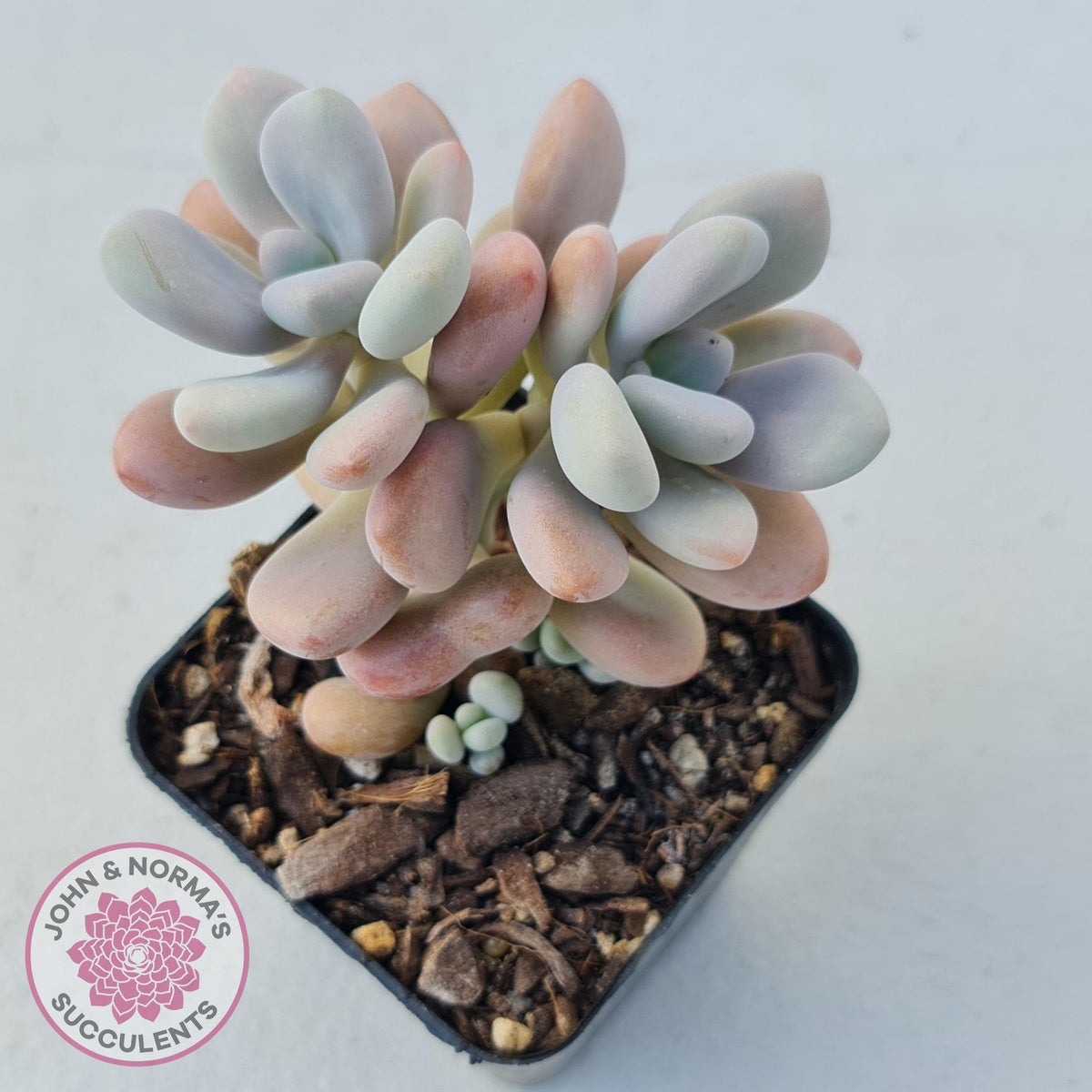 Graptopetalum amethystinum - Lavender Pebbles