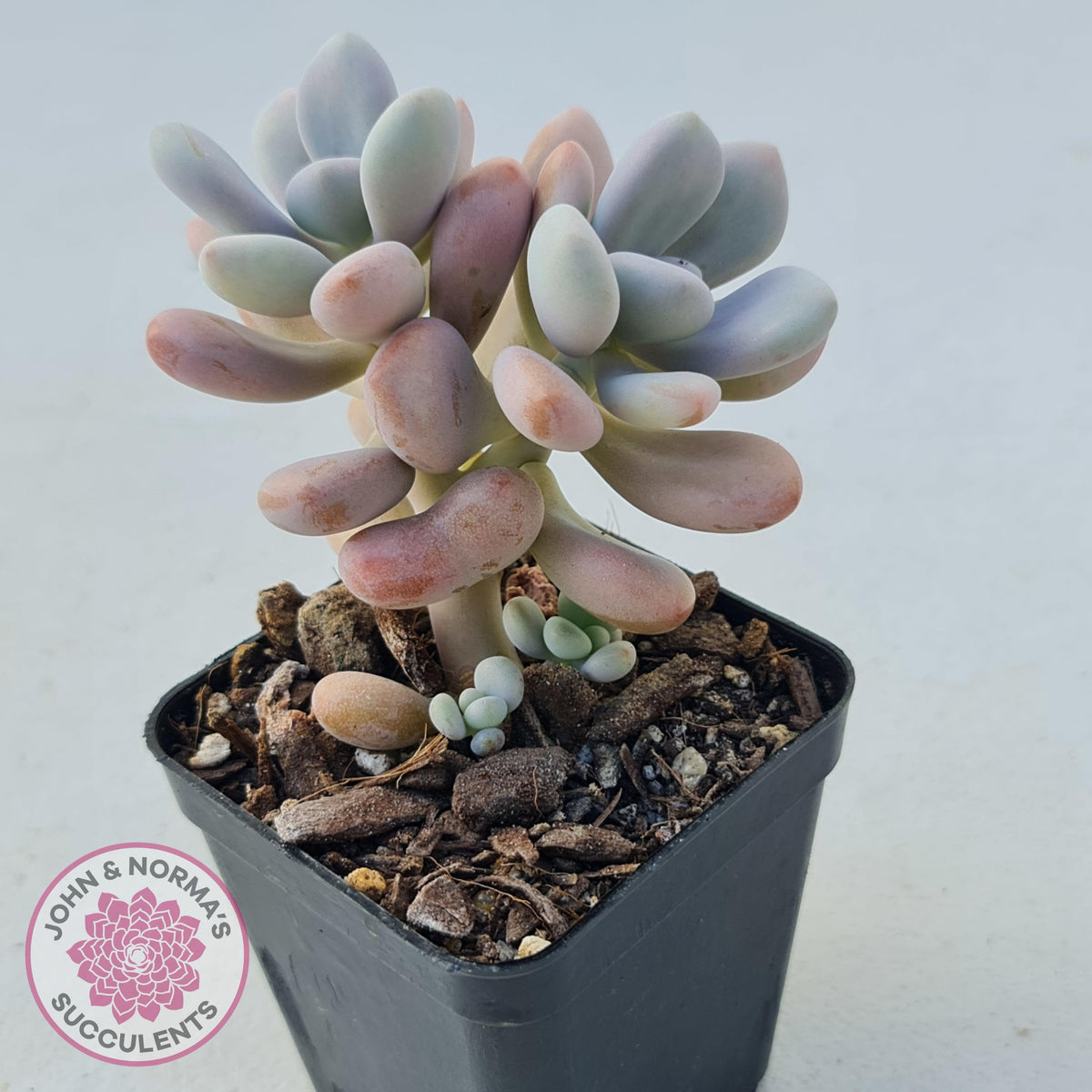 Graptopetalum amethystinum - Lavender Pebbles