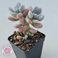 Load image into Gallery viewer, Graptopetalum amethystinum - Lavender Pebbles - John &amp; Norma&#39;s Succulents
