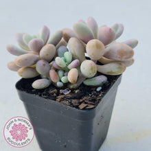 Load image into Gallery viewer, Graptopetalum amethystinum - Lavender Pebbles - John &amp; Norma&#39;s Succulents
