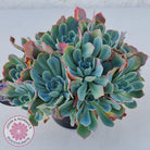Echeveria Rainbow - Cutting/s