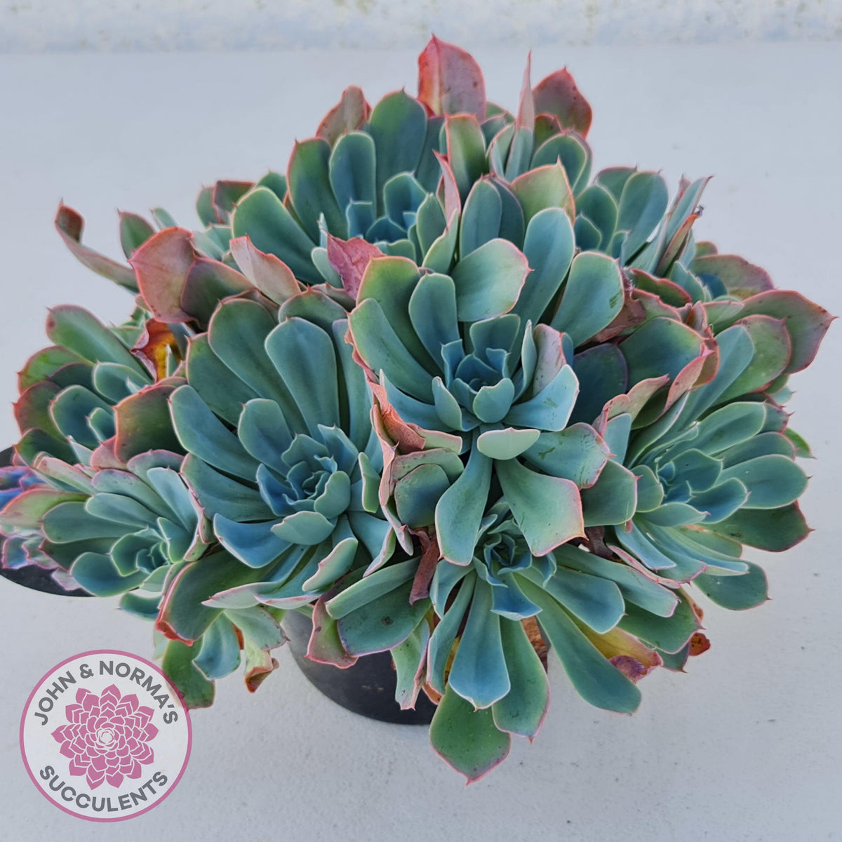 Echeveria Rainbow - Cutting/s