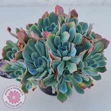 Load image into Gallery viewer, Echeveria Rainbow - Cutting - John &amp; Norma&#39;s Succulents
