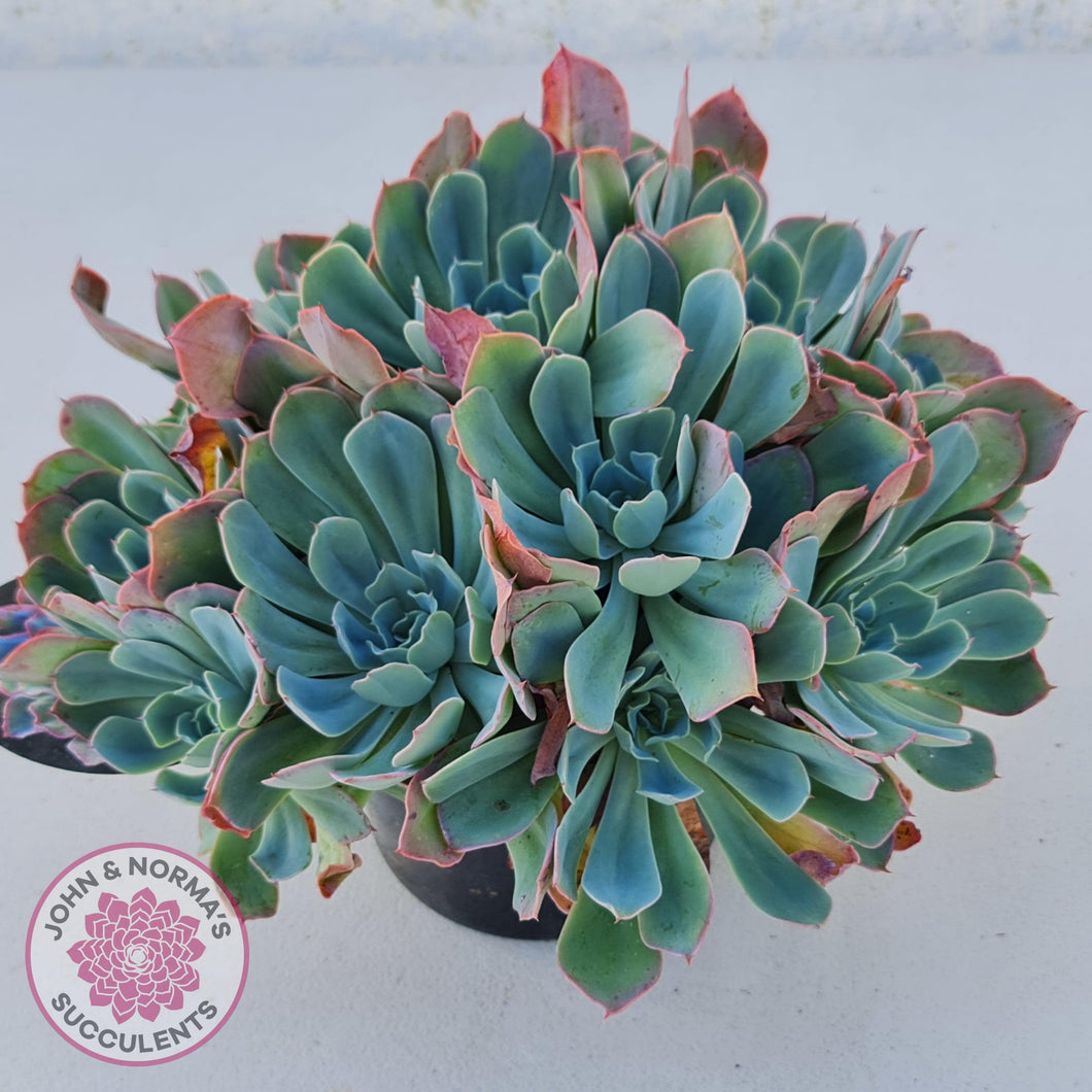 Echeveria Rainbow - Cutting - John & Norma's Succulents