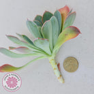 Echeveria Rainbow - Cutting/s