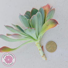 Load image into Gallery viewer, Echeveria Rainbow - Cutting - John &amp; Norma&#39;s Succulents
