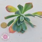 Echeveria Rainbow - Cutting/s