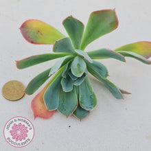 Load image into Gallery viewer, Echeveria Rainbow - Cutting - John &amp; Norma&#39;s Succulents
