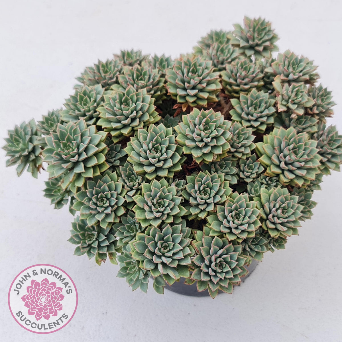 Sedeveria Darley Dale - Cuttings x 3