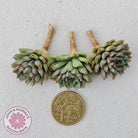 Sedeveria Darley Dale - Cuttings x 3