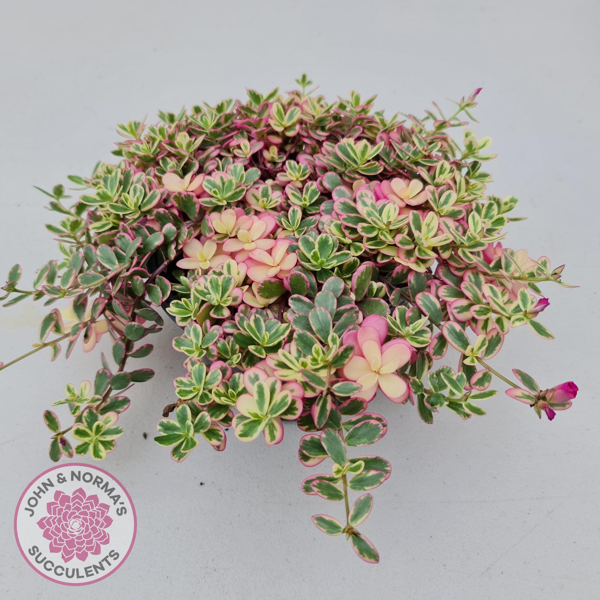 variegated portulaca succulent Buy Portulaca oleracea variegata - Cuttings x 5 Australia