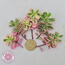 Load image into Gallery viewer, Portulaca oleracea variegata - Cuttings - John &amp; Norma&#39;s Succulents
