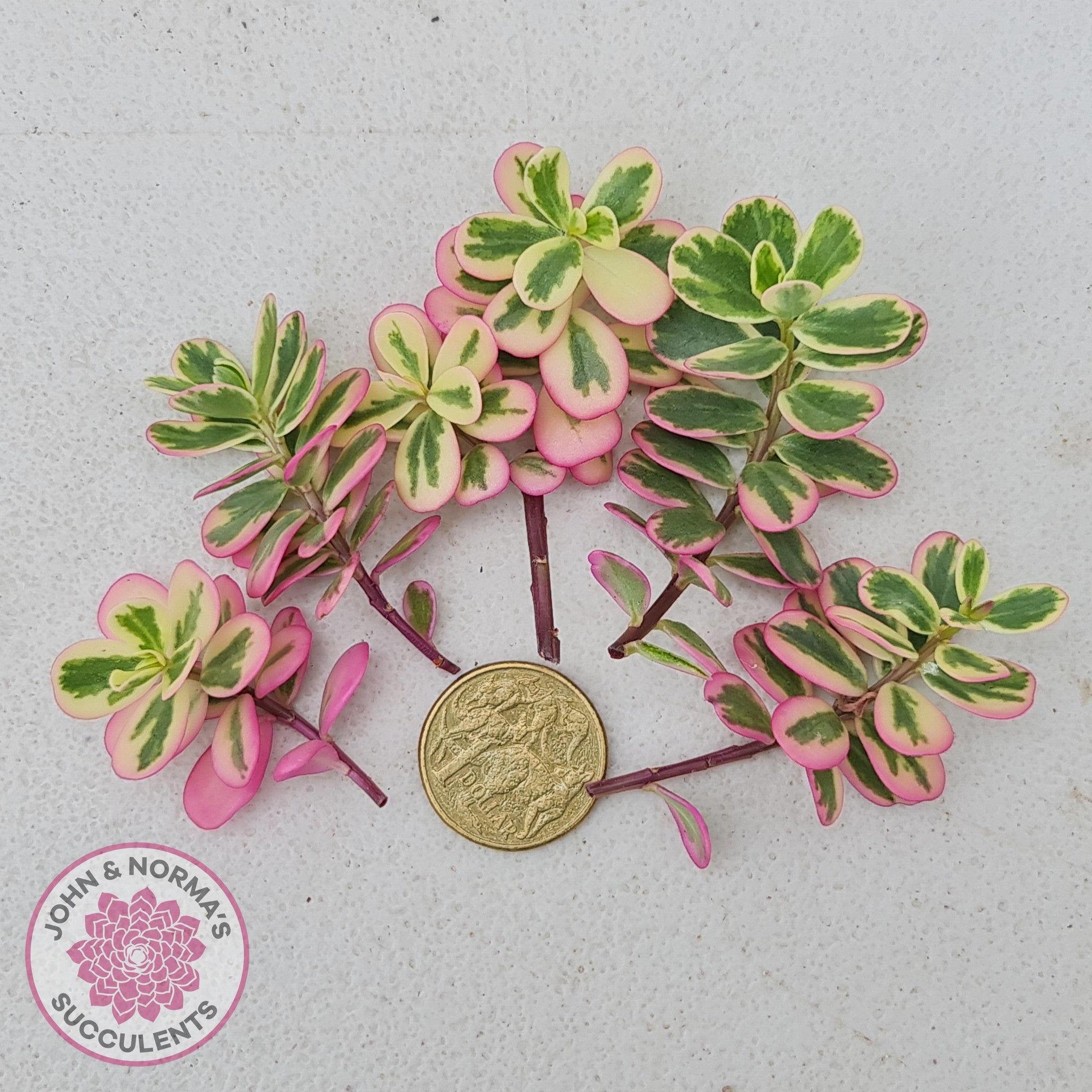 succulent pumpkin arrangement Mini Succulent Trimmed Pixie Pumpkin main image 0