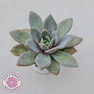 Echeveria German Champagne