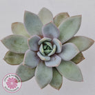 Echeveria German Champagne