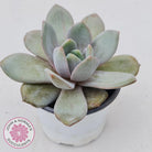 Echeveria German Champagne
