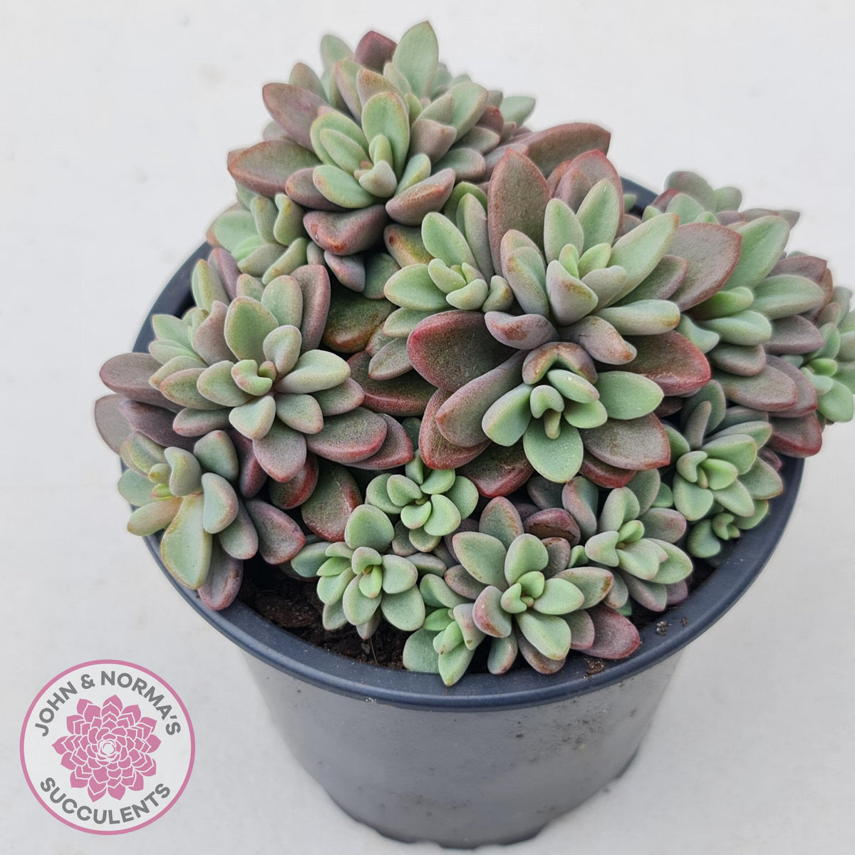 Echeveria manaudes cluster -100mm Large