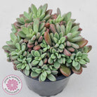 Echeveria manaudes cluster -100mm Large