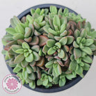 Echeveria manaudes cluster -100mm Large