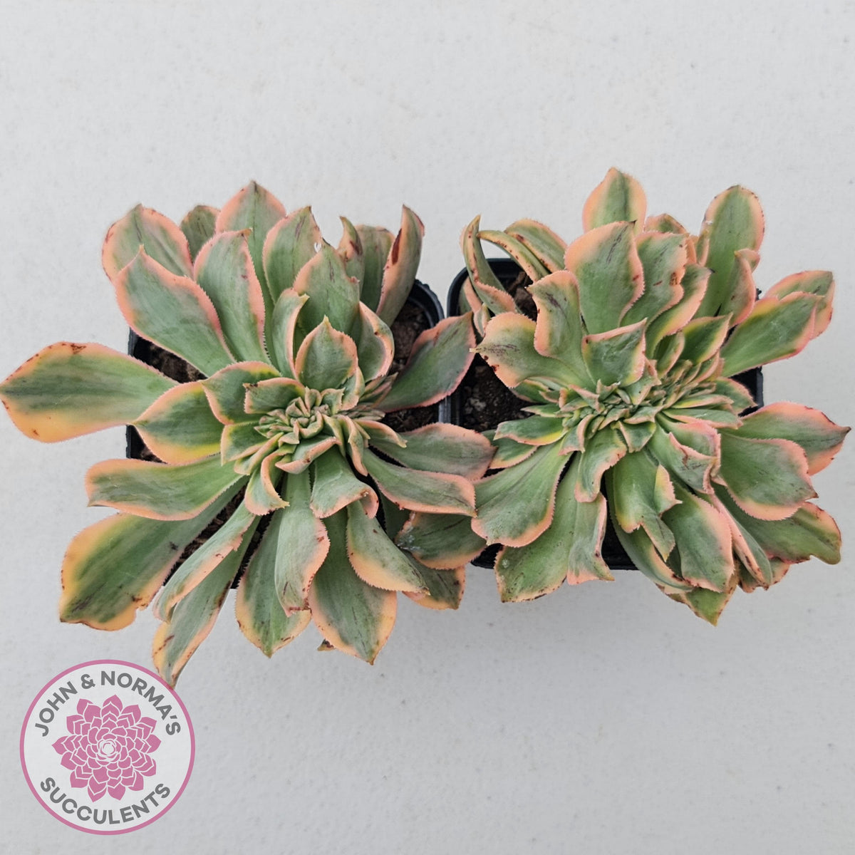 Aeonium 'Sunburst Crest'
