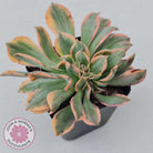 Aeonium 'Sunburst Crest'