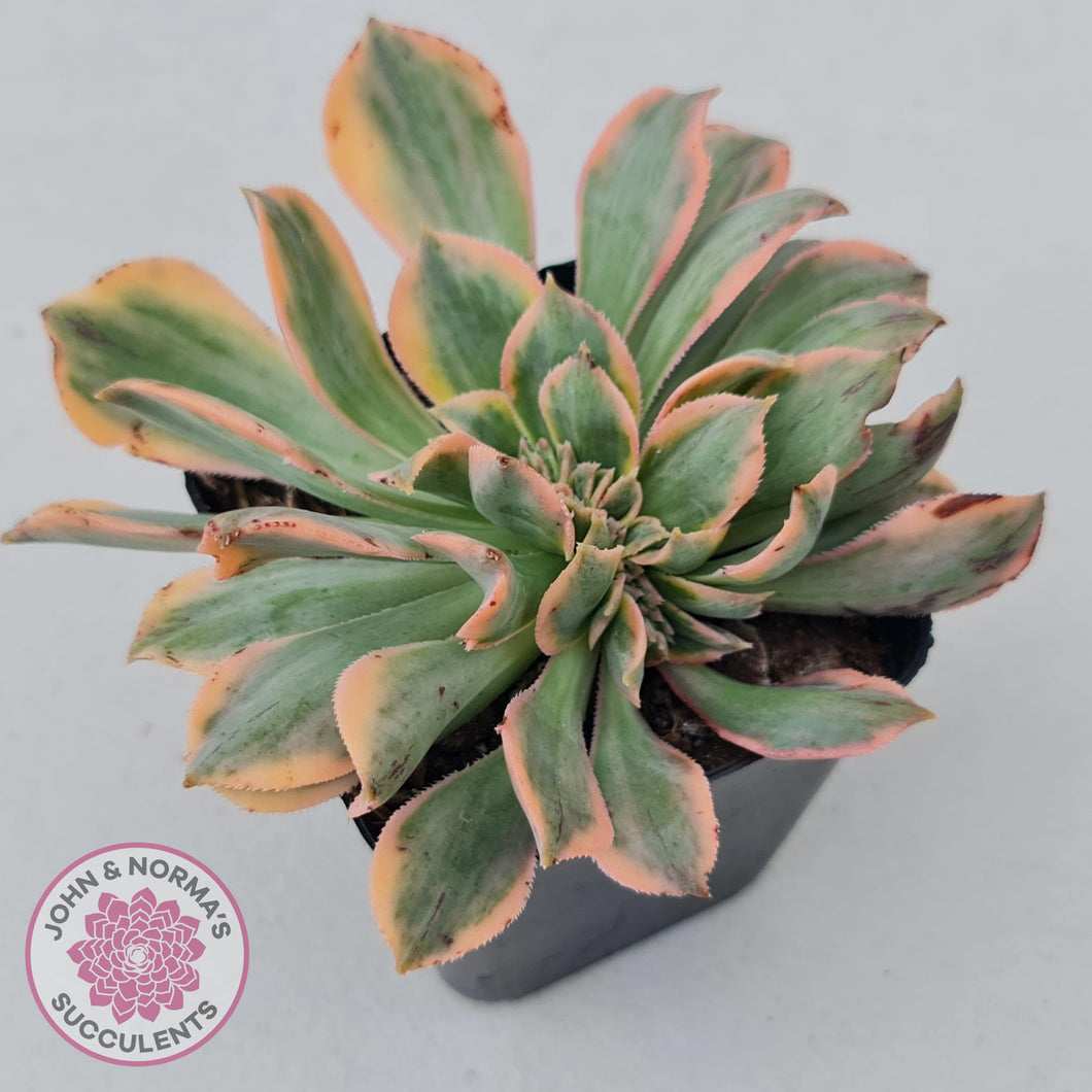 Aeonium Sunburst Crest - John & Norma's Succulents