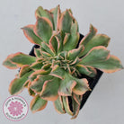 Aeonium 'Sunburst Crest'