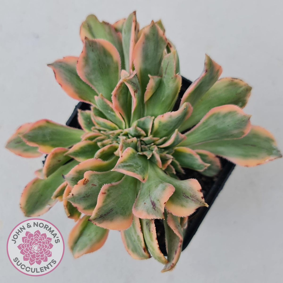 Aeonium 'Sunburst Crest'