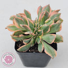 Aeonium 'Sunburst Crest'