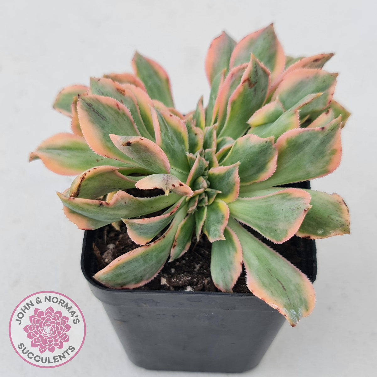 Aeonium 'Sunburst Crest'