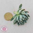Sedeveria 'Blue Elf' Cutting/s